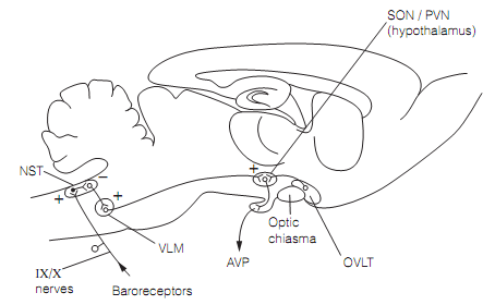 1825_Arginine vasopressin (AvP) 1.png